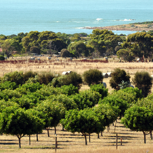 Carob Goodness on the Fleurieu